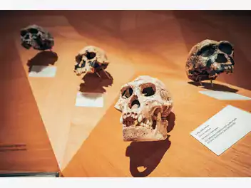 Ilustracja artykułu czaszka neandertalczyka z raną postrzałową
