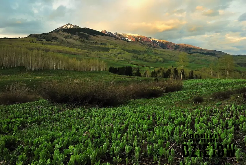 Gunnison National Forest