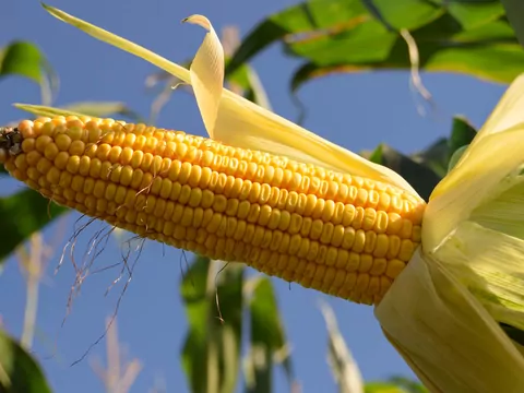 Kukurydza - uprawiana już w starożytności?