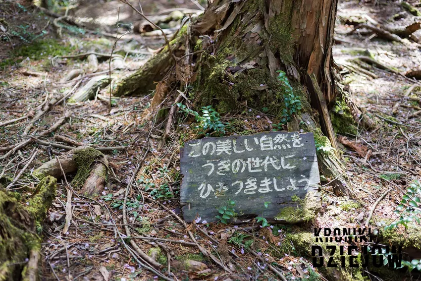 Las Aokigahara, groza Japonii