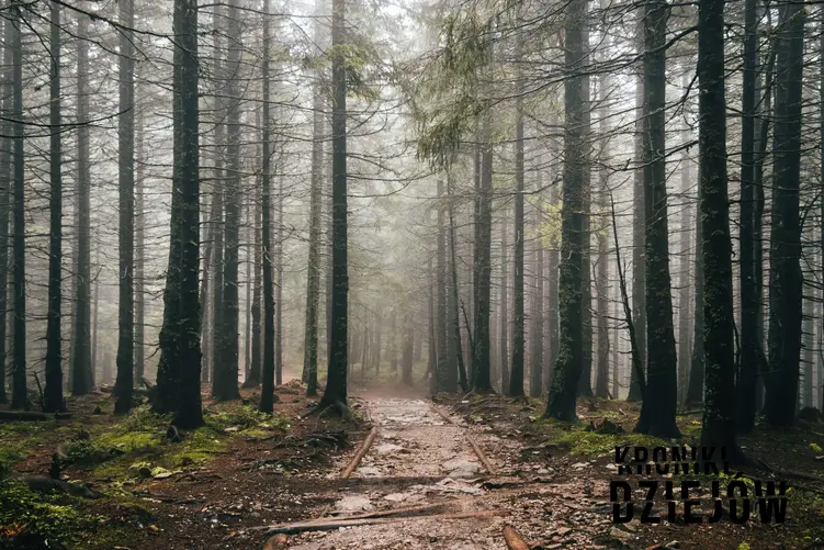 Las spowity mgłą, a także Lasy Tatrzańskie i ich historia, czyli wycinka i sadzienie na przestrzeni lat
