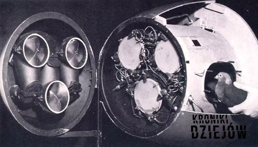 Projekt Gołąb, czyli najważniejsze informacje o przedsięwzięciu wojennym, kiedy gołębie naprowadzały bomby