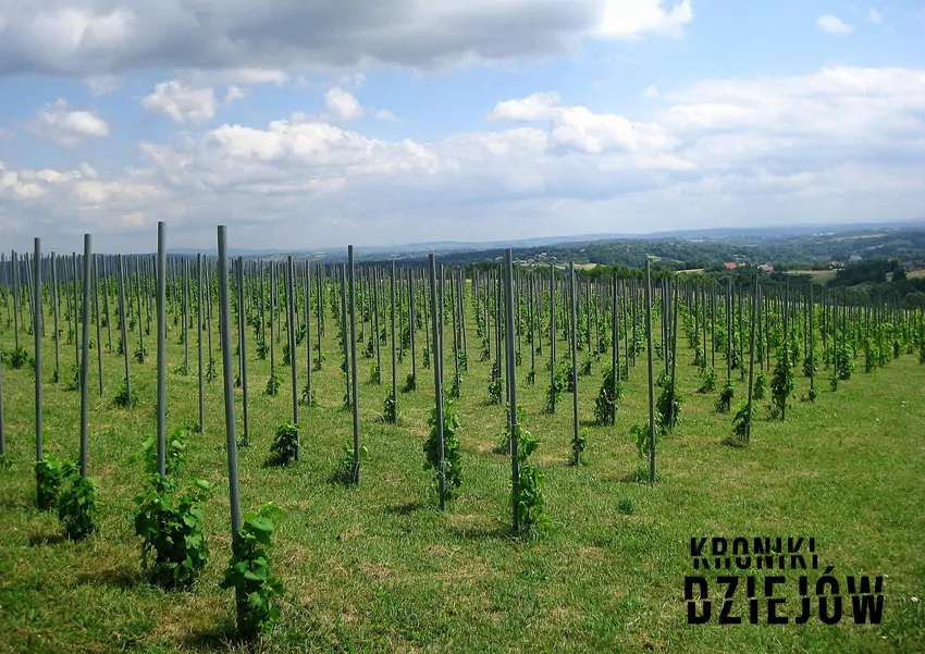 Winnica na skraju Pogórza Ciężkowickiego w Bączalu Górnym, fot. domena publiczna/Wikipedia Winnica na skraju Pogórza Ciężkowickiego w Bączalu Górnym