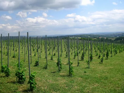 Średniowieczna Polska była cenionym producentem wina. Sprzyjał temu ciepły klimat