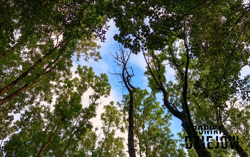 Las w Witkowicach (obrzeża Krakowa) Blair Witch Project, czyli nawiedzony las w Witkowicach w Polsce, a także jego historia, legenda oraz fakty i potwierdzone zbrodnie