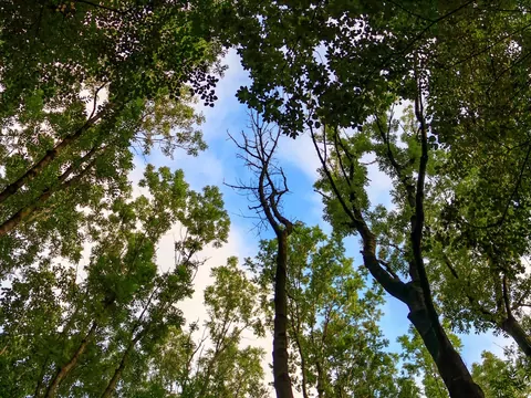 Blair Witch w lesie Witkowice