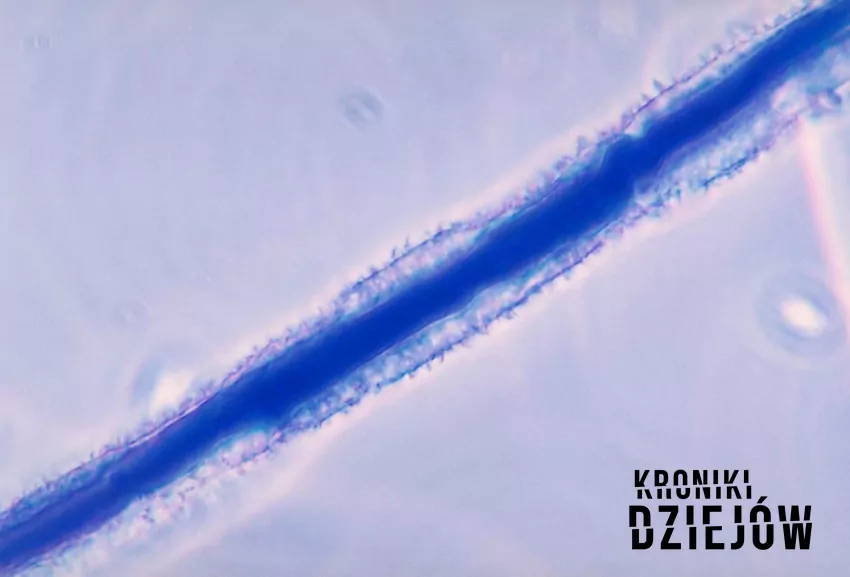 Klątwa Kazimierza Jagiellończyka i okoliczności jego śmierci, a także małe znane fakty na temat klątwy króla