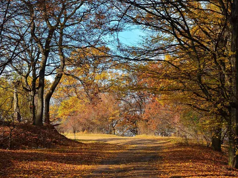 Nawiedzony las Hoia Baciu