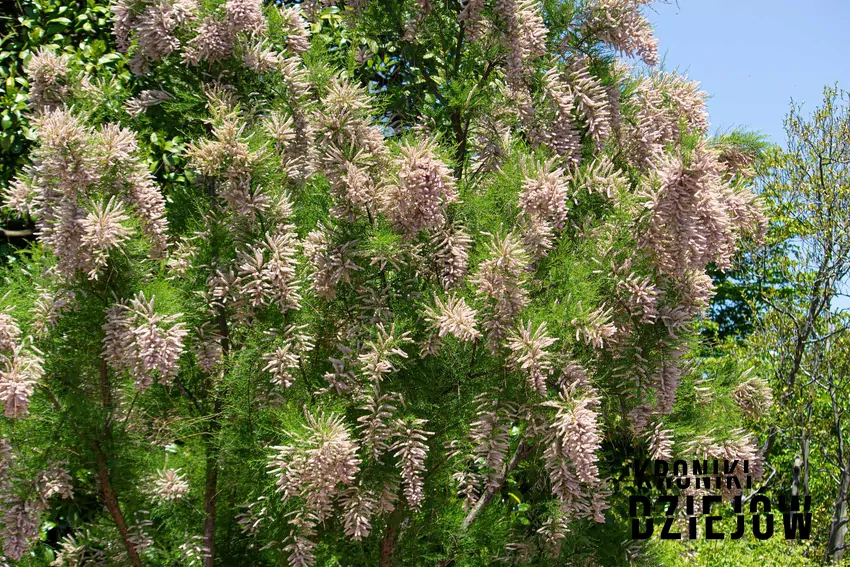 Rośliny, które miały największą rolę w starożytności, czyli najcenniejsze rośliny starożytnego świata