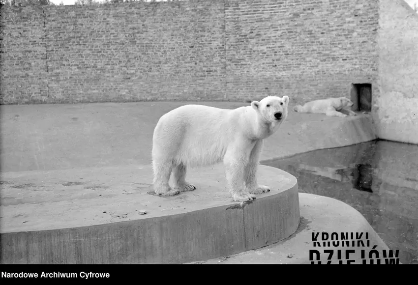 Niedźwiedź polarny na wybiegu