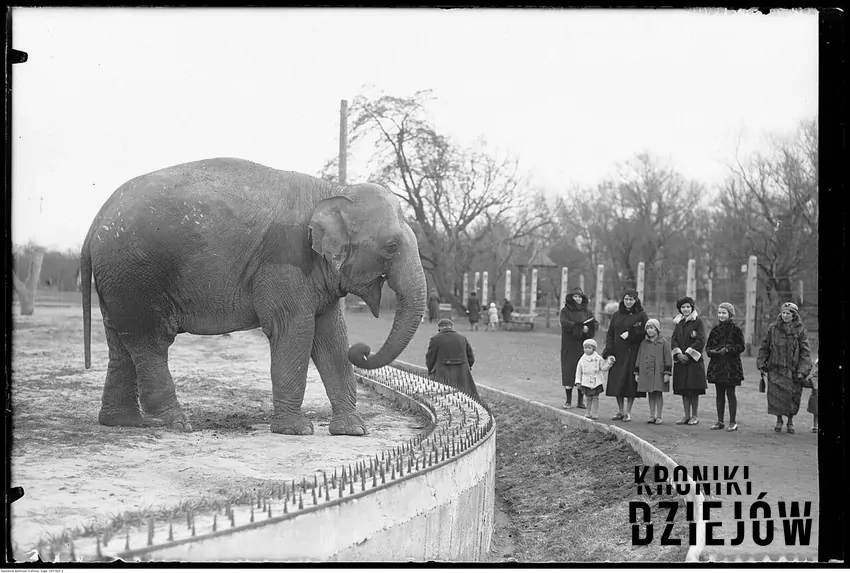 Los zwierząt z warszawskiego ZOO