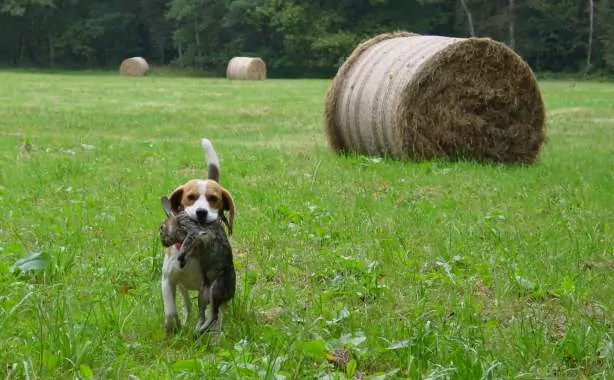 beagle