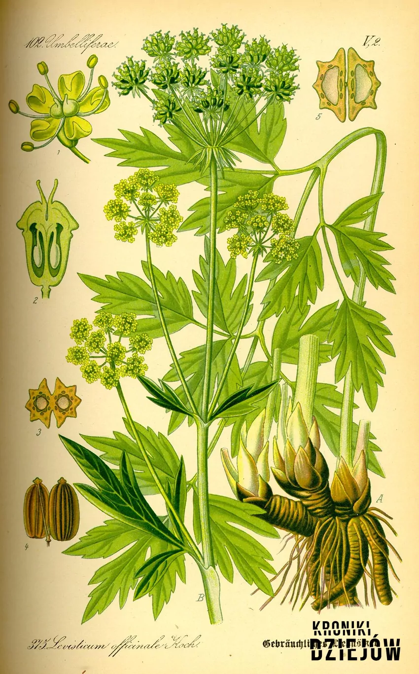 Lubczyk ogrodowy, ryc. Otto Wilhelm Thomé, "Flora von Deutschland, Österreich und der Schweiz" (1885), fot. domena publiczna/Wikipedia Lubczyk ogrodowy, ryc. Otto Wilhelm Thomé, "Flora von Deutschland, Österreich und der Schweiz" (1885)