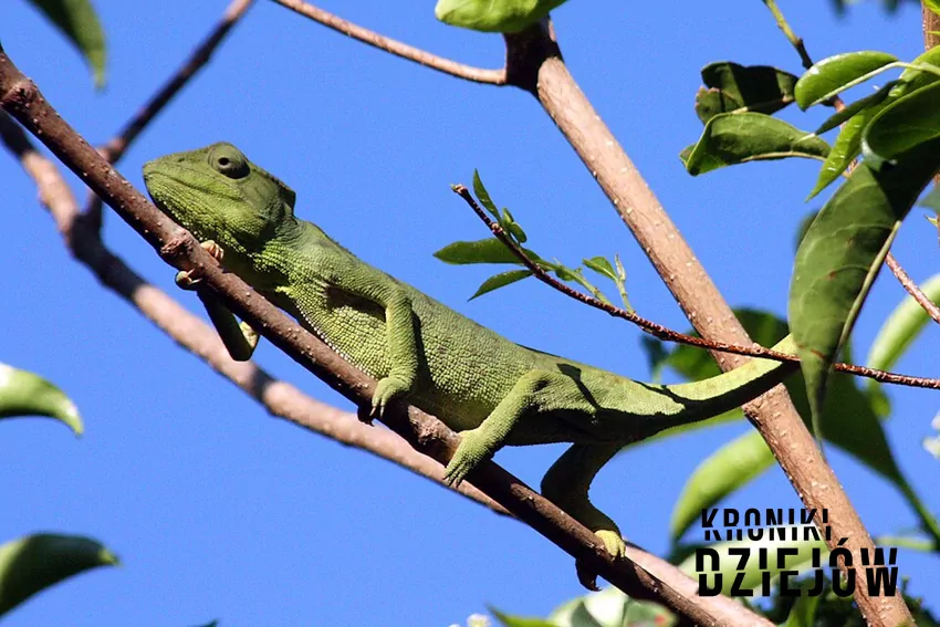 Pseudonim "Chameleon Killer" nie wziął się znikąd kameleon