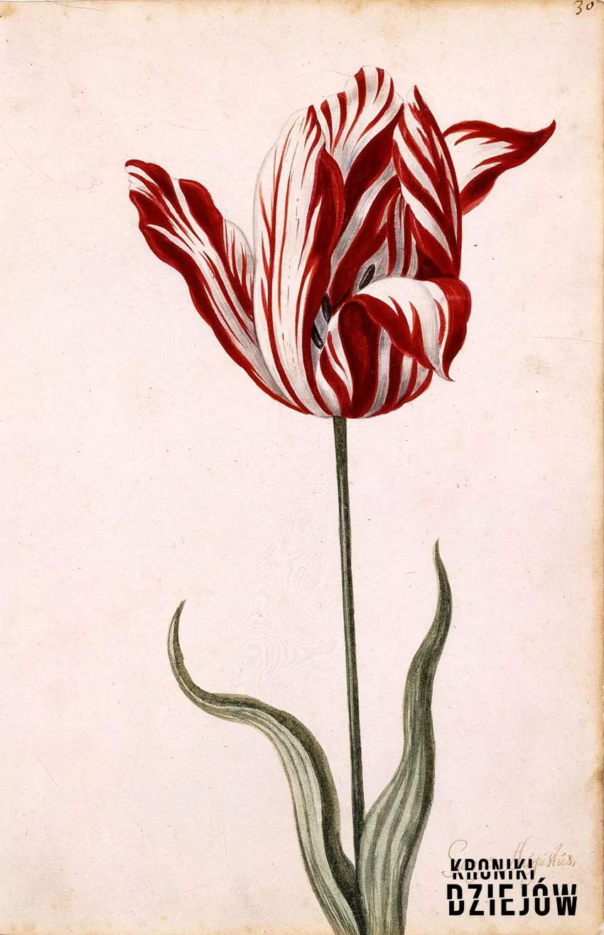Tulipan Semper Augustus, który osiągnął najwyższą cenę w czasie tulipanowej gorączki, fot. domena publiczna/Wikipedia Tulipan Semper Augustus, który osiągnął najwyższą cenę w czasie tulipanowej gorączki