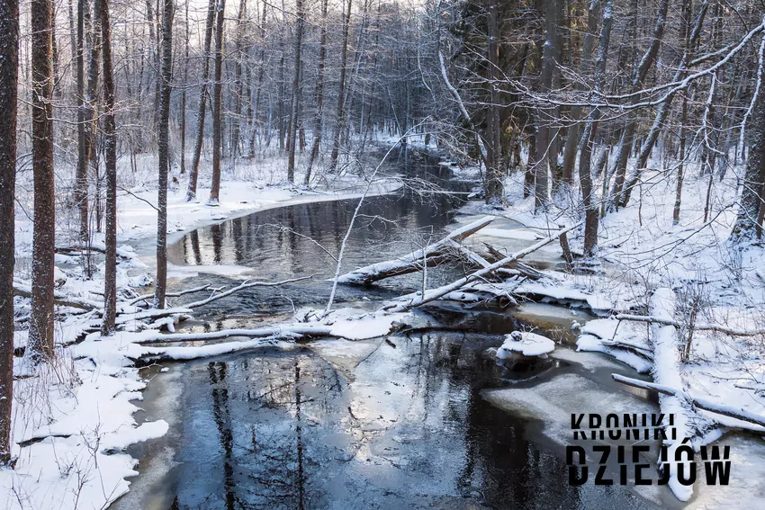 W lasach wokół Białowieży kręcono panoramiczne ujęcia wędrówki rodzeństwa Pevensie przez zaśnieżoną puszczę Puszcza Białowieska zimą