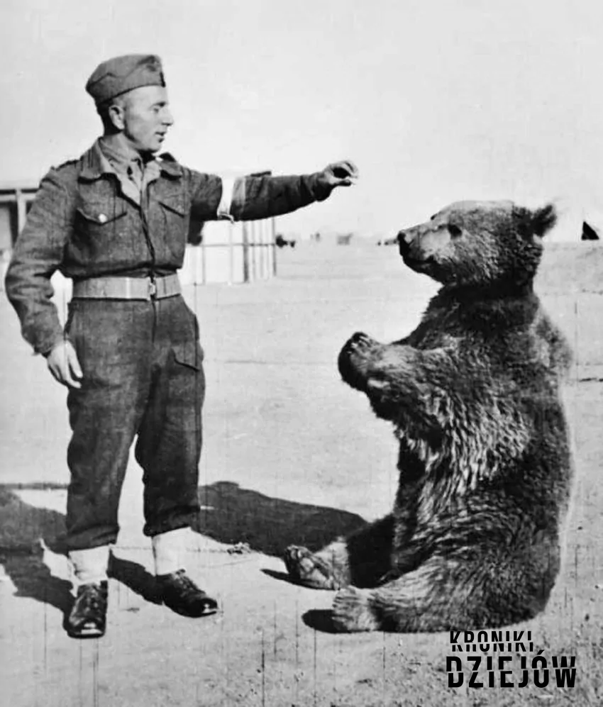 Miś Wojtek, najciekawszy polski żołnierz w czasie II wojny światowej i jego historia, losy powojenne, daty